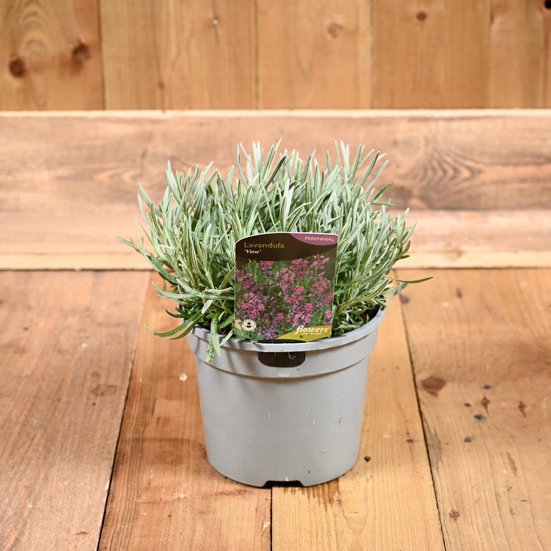 Lavandula augustifolia Vera
