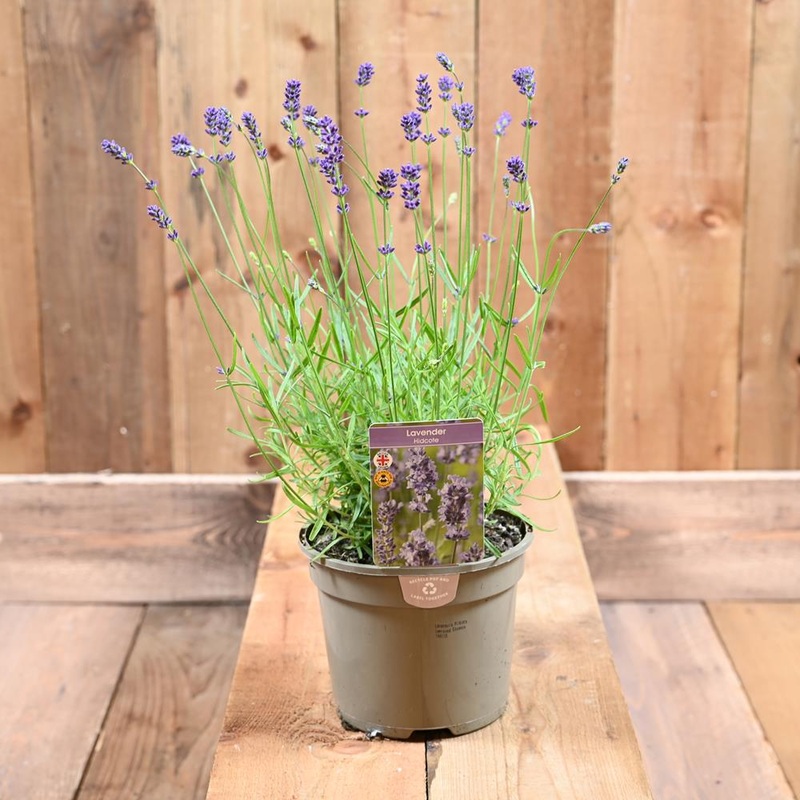 Lavandula Hidcote   2L