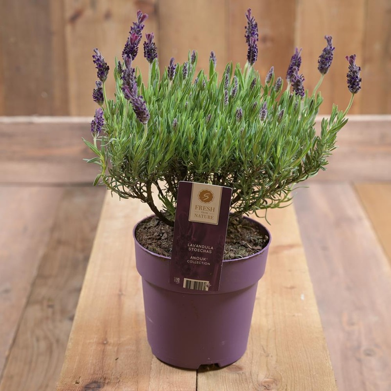 Lavandula Stoe. ‘anouk’ 19 Cm Pot