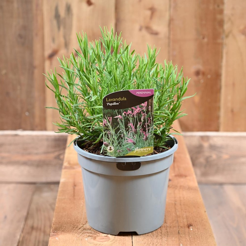 Lavandula Stoechas Papillon 3l