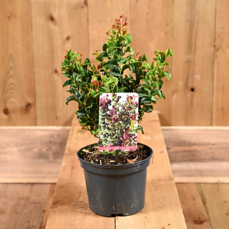 Leucothoe Curly Red 2L