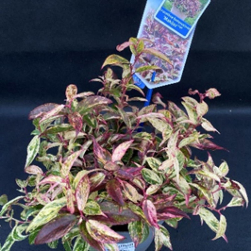 Leucothoe Font. Makijaz 17cm