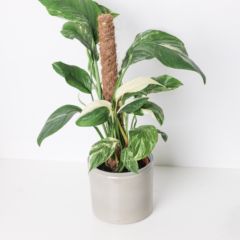 Monstera lechleriana variegated