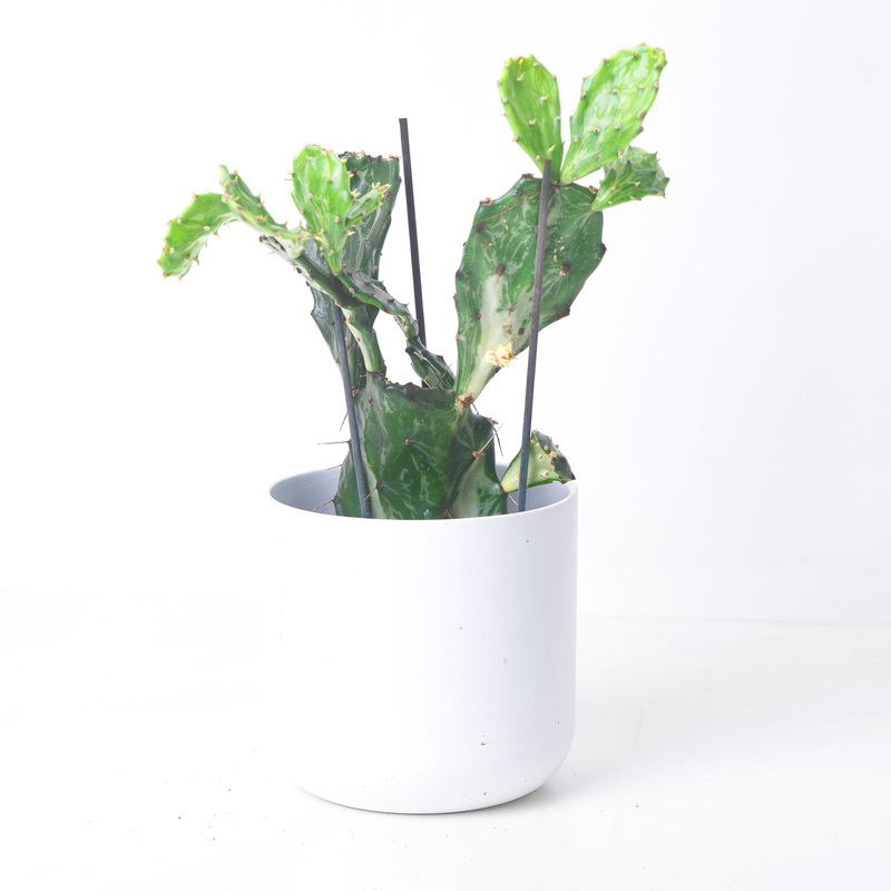 Opuntia ‘Jamaica Ghost’|12cm