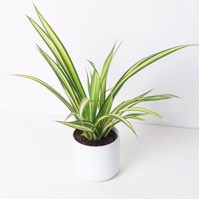 Pandanus baptistii|12cm