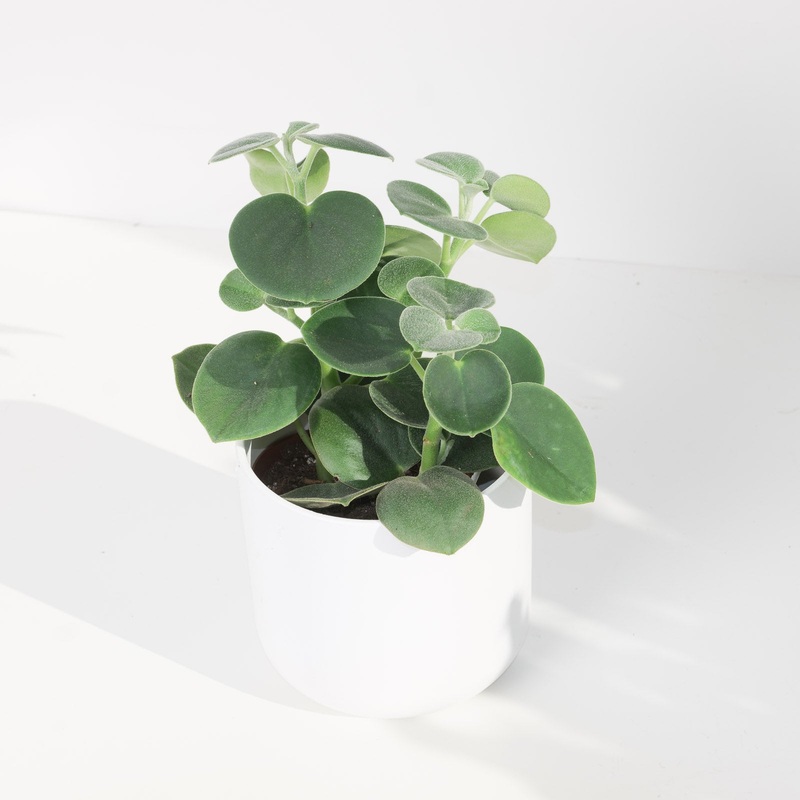 Peperomia incana|12cm