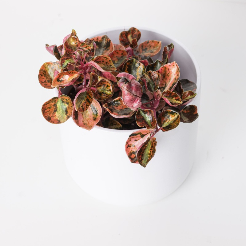 Peperomia metallica ‘Creme Brulee’