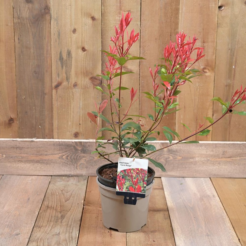 Photinia X Fraseri ‘Carre Rouge’ 2L