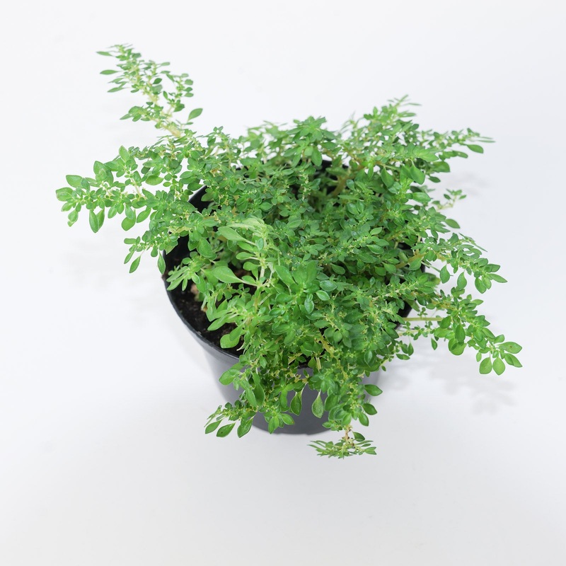Pilea microphylla|9cm