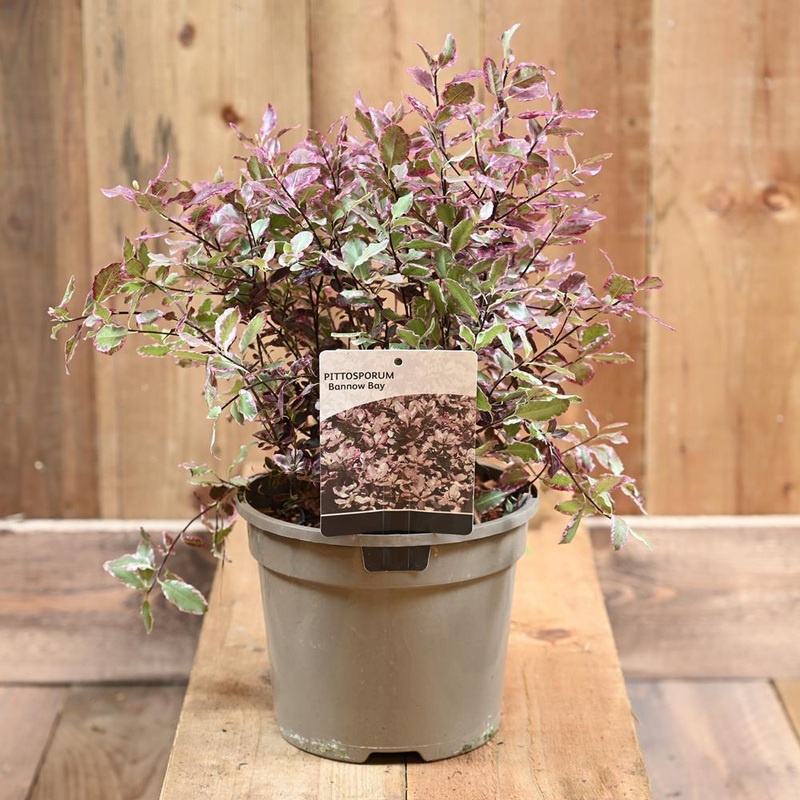 Pittosporum Ten. ‘Bannow Bay’ 3L