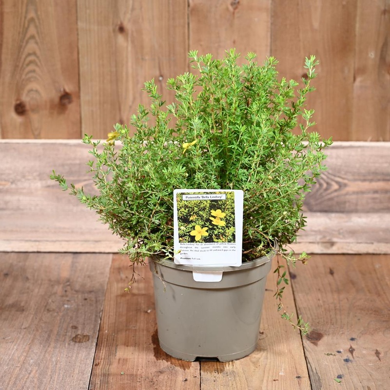 Potentilla Bella Lindsey 3L