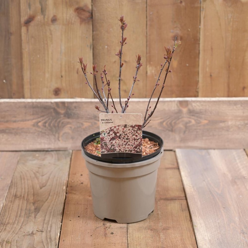 Prunus Cistena  3L
