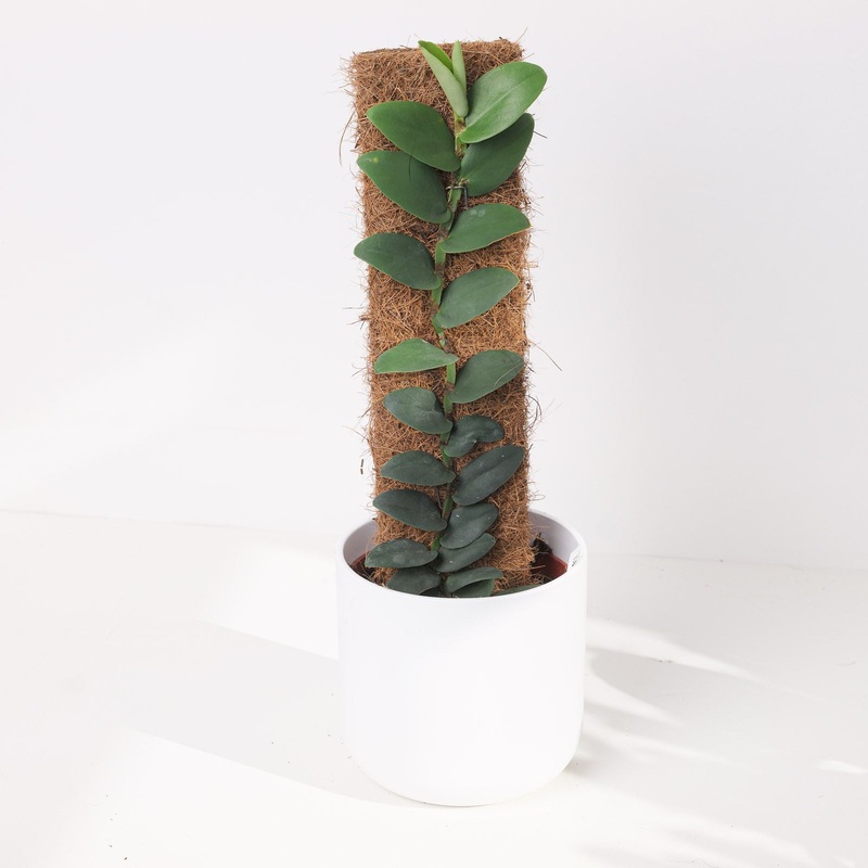 Rhaphidophora elliptifolia|14cm