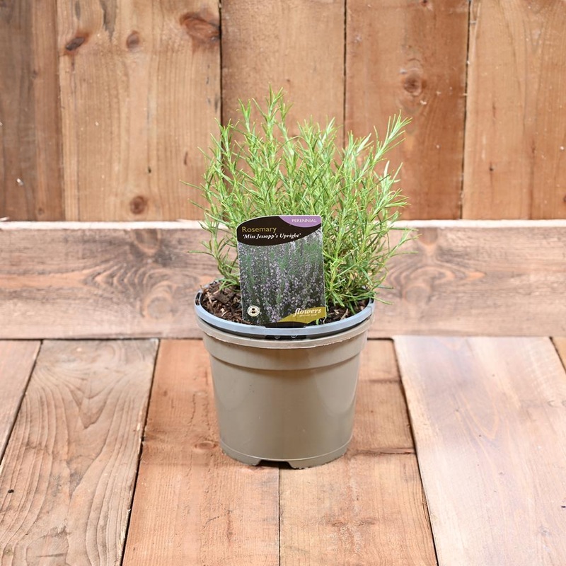 Rosmarinus Officinalis Miss Je