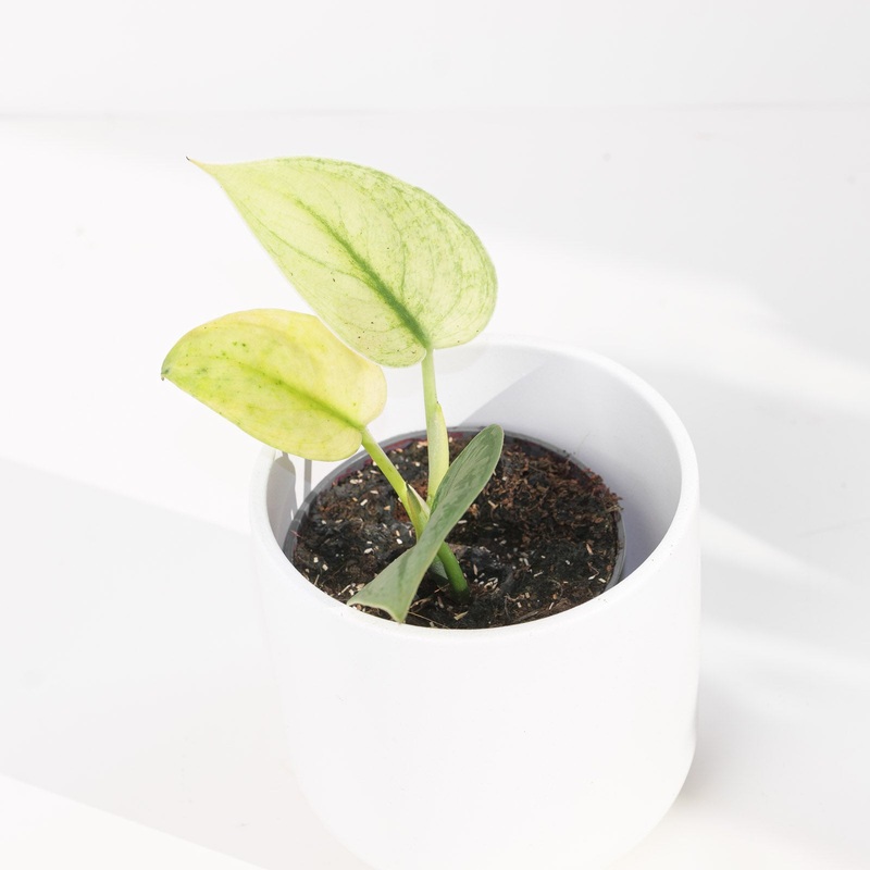 Scindapsus ‘Exotica Mint’|9cm
