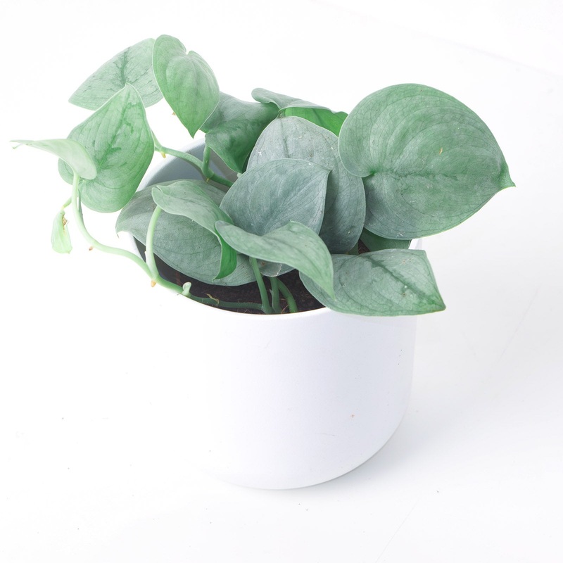 Scindapsus Pictus ‘Platinum’|9cm|12cm