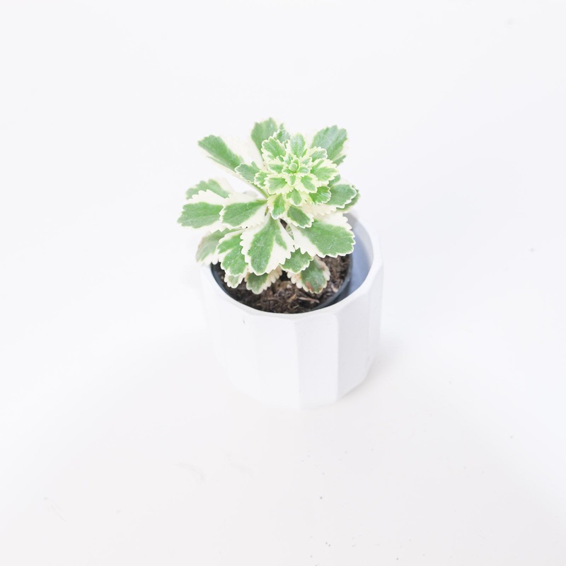 Sedum takesimense ‘Atlantis’|6cm