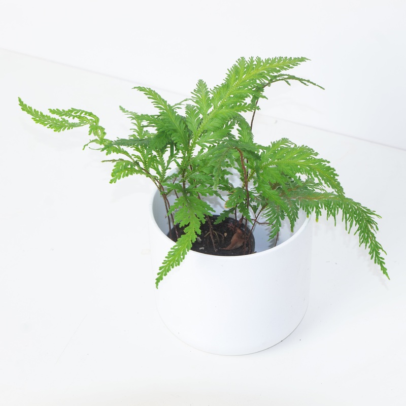 Selaginella cuspidata | Selaginella pallescens