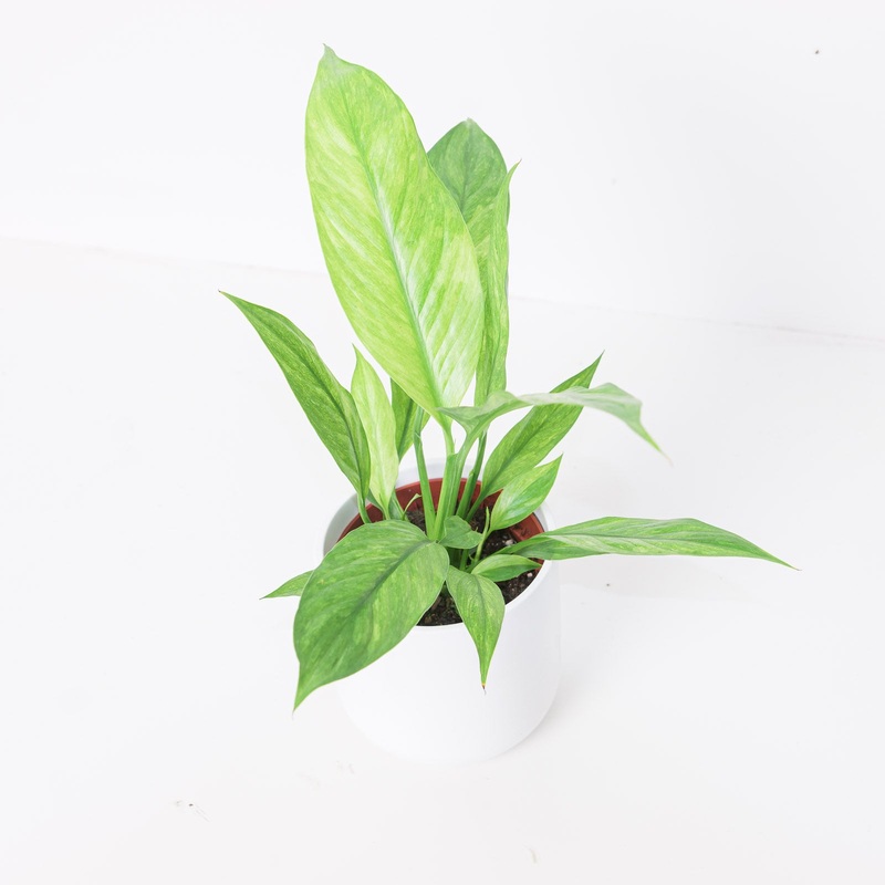 Spathiphyllum Aurea Variegated