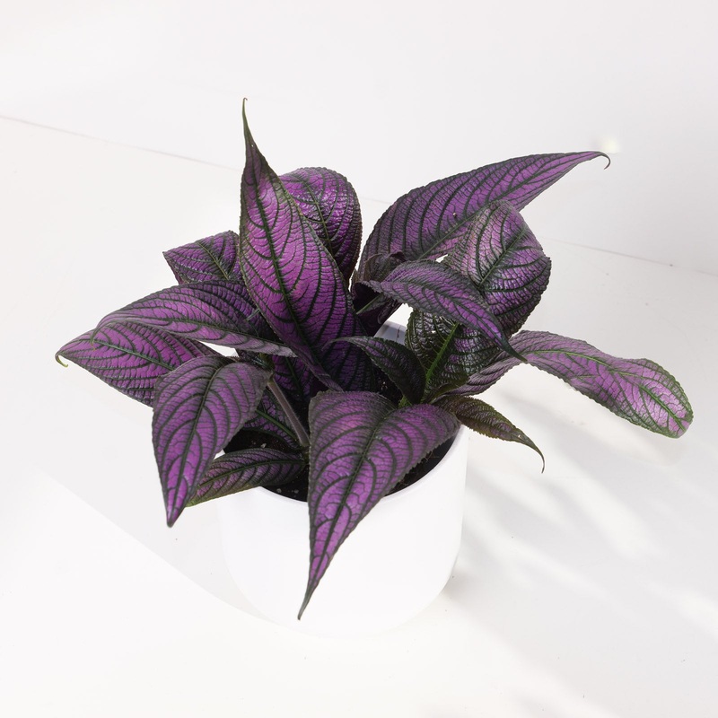 Strobilanthes auriculata var. dyeriana