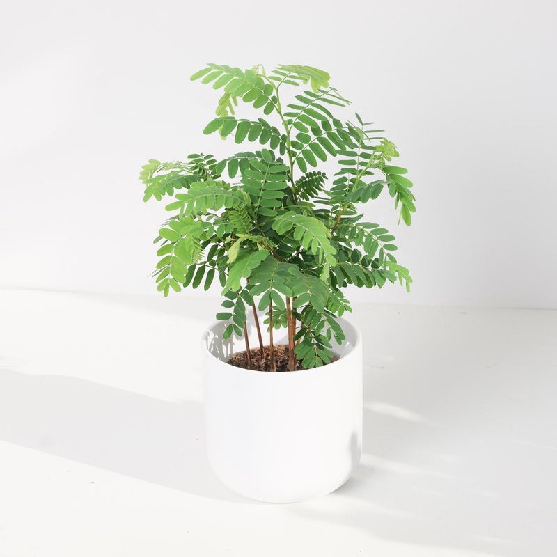 Tamarindus indica | Tamarind|13cm