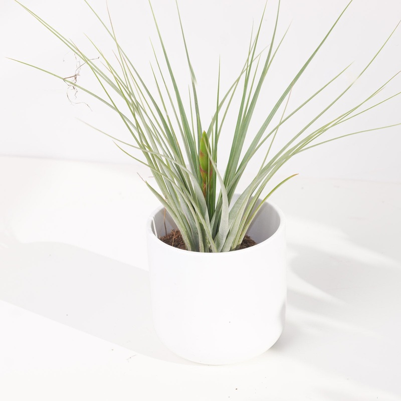 Tillandsia Iopinata|9cm