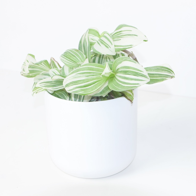 Tradescantia albiflora ‘Giant’