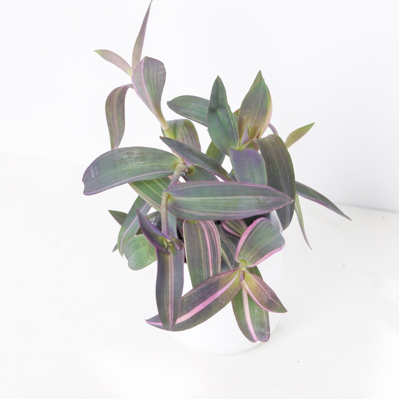 Tradescantia pallida ‘Pink Stripe’