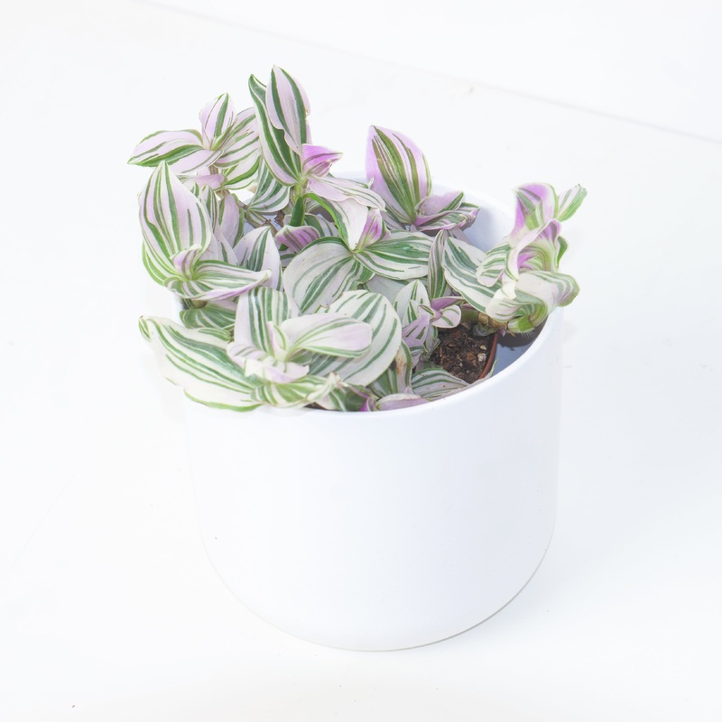 Tradescantia Unicorn|12cm