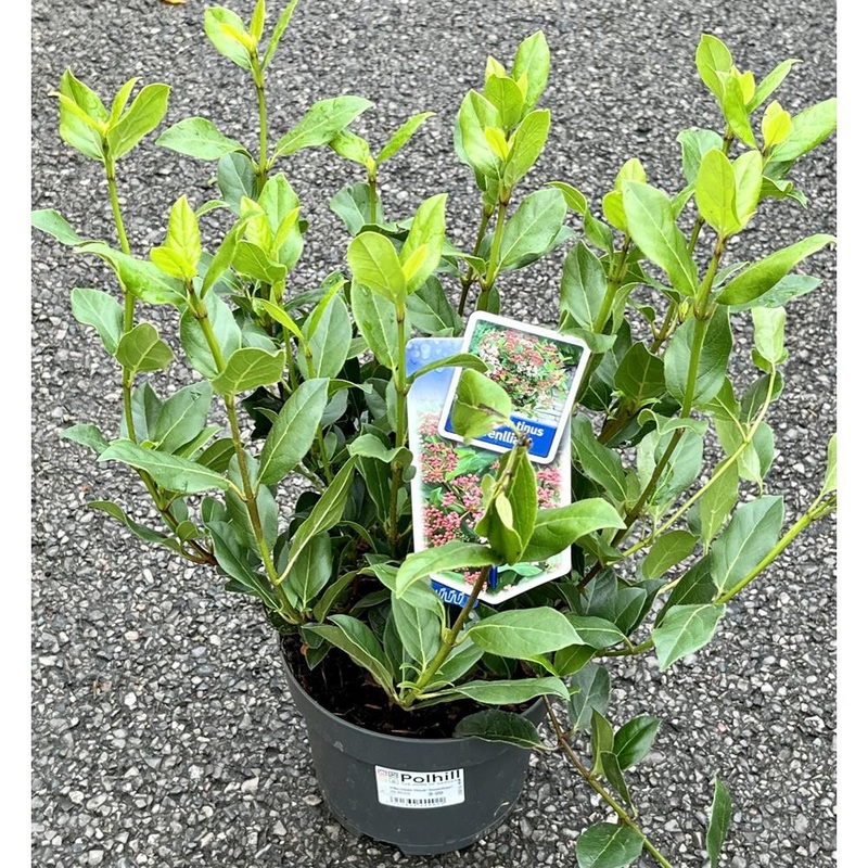 Viburnum Tinus Gwenllian 2L