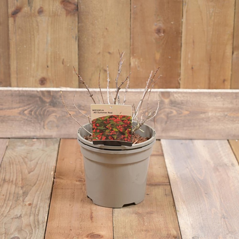 Weigela All Summer Red 3L