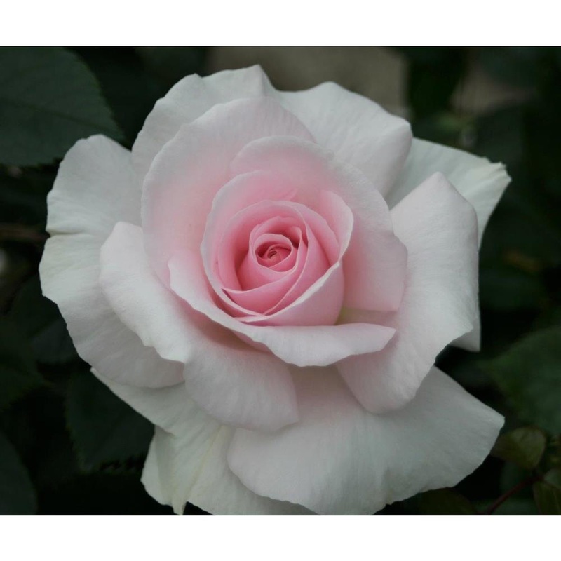 A Whiter Shade Of Pale 3L