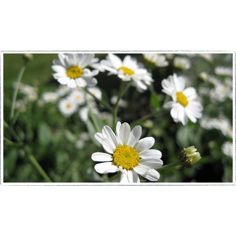 Alecost|Tanacetum Balsamita