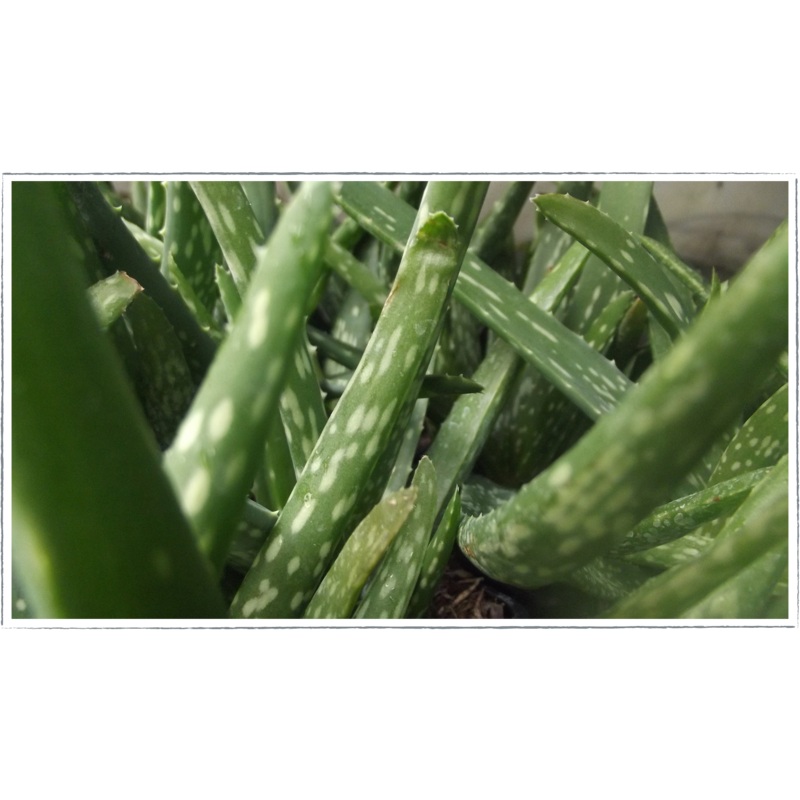 Aloe Vera|Aloe Barbadensis