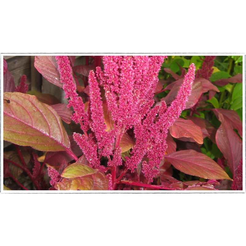 Amaranth|Amaranthus tricolor