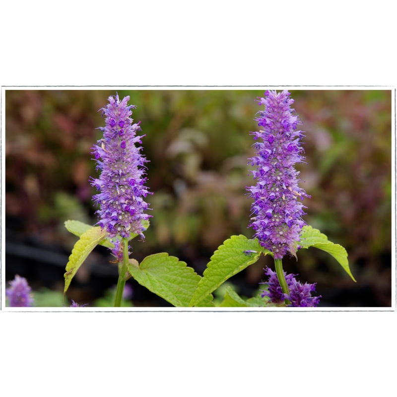 Anise hyssop|Agastache foeniculum