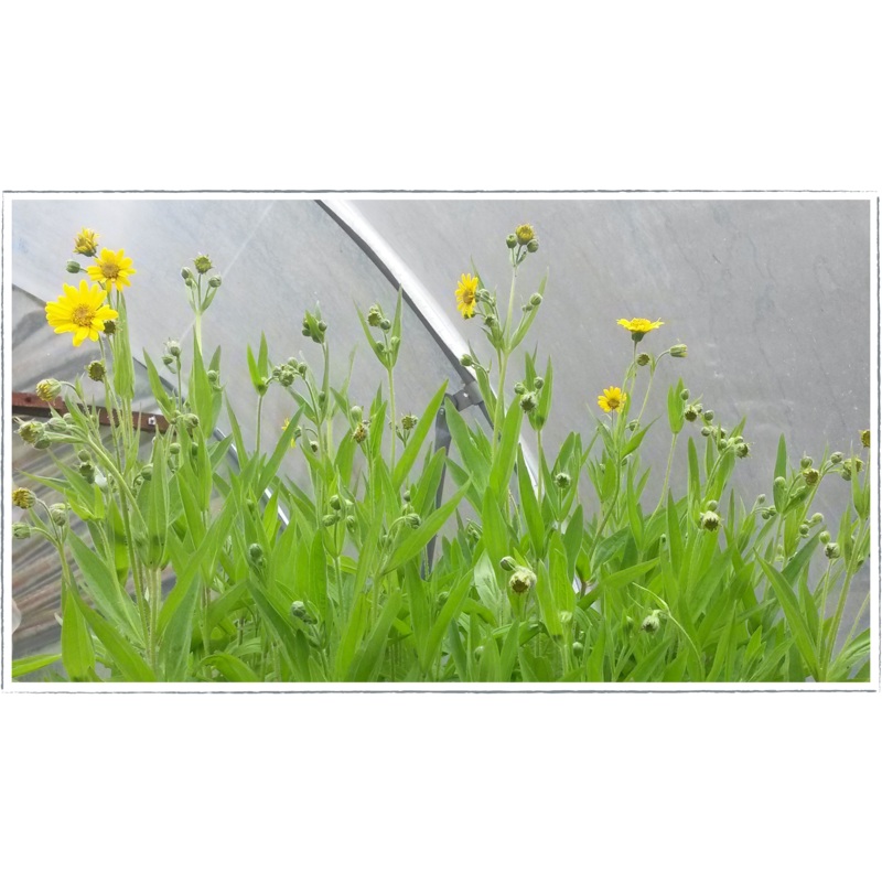 Arnica|Arnica Chamissonis