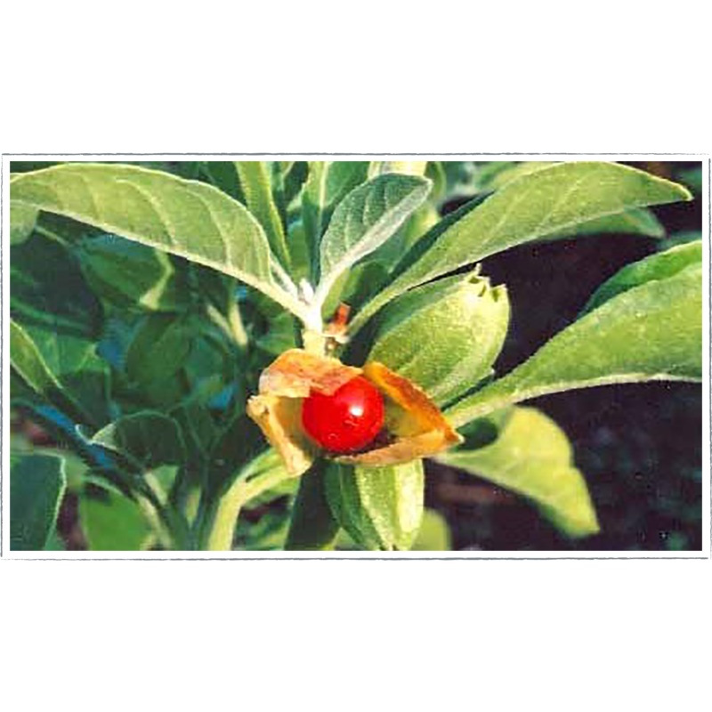 Ashwagandha|Withania Somnifera