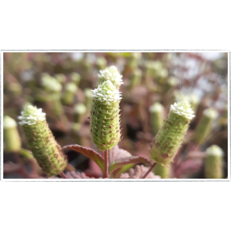Aztec sweet herb|Lippia dulcis