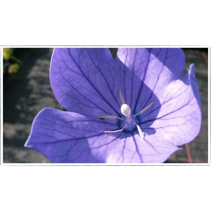 Balloon Flower – Blue|Platycodon grandifloras