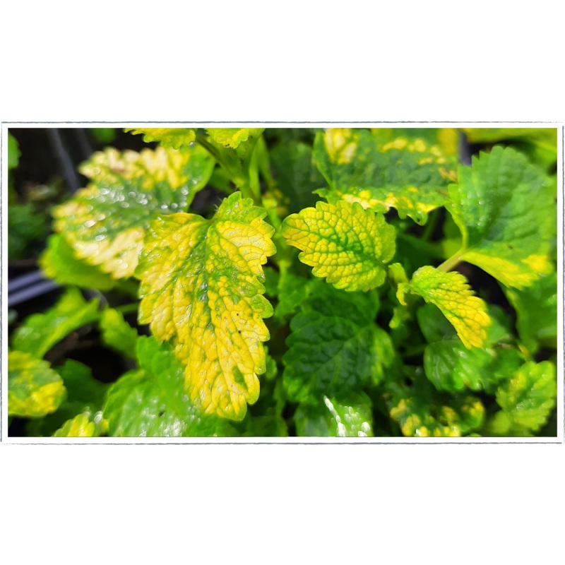 Balm – lemon variegated|Melissa officinalis aurea