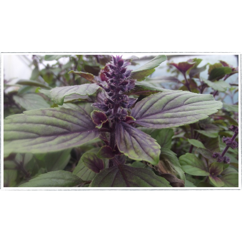 Basil – African blue|Ocimum basilicum