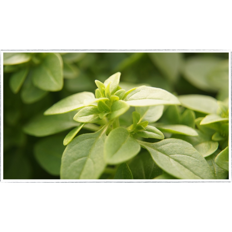 Basil – Greek|Ocimum basilicum
