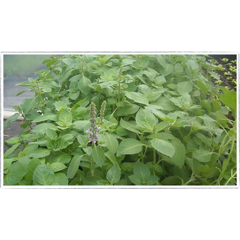 Basil – holy|Ocimum sanctum