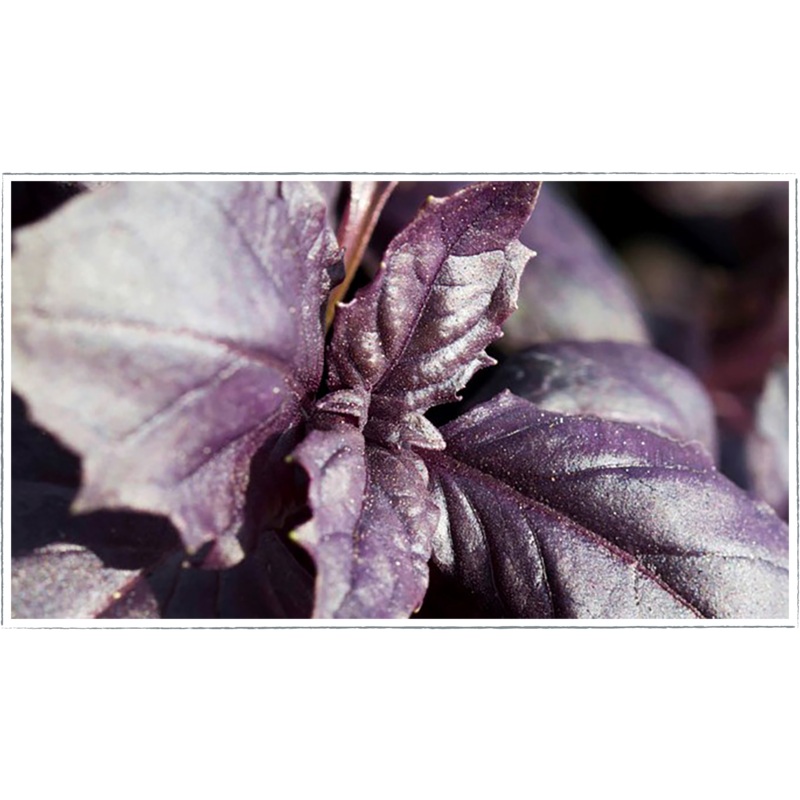 Basil – purple|Ocimum basilicum