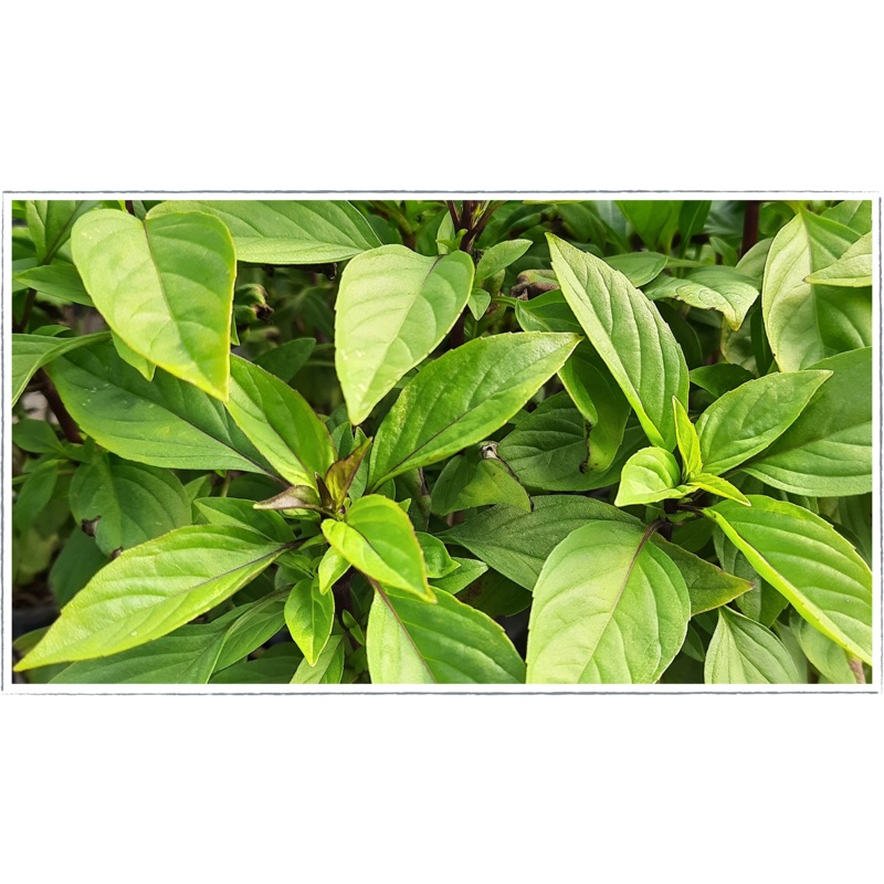 Basil – Thai|Ocimum basilicum horapha
