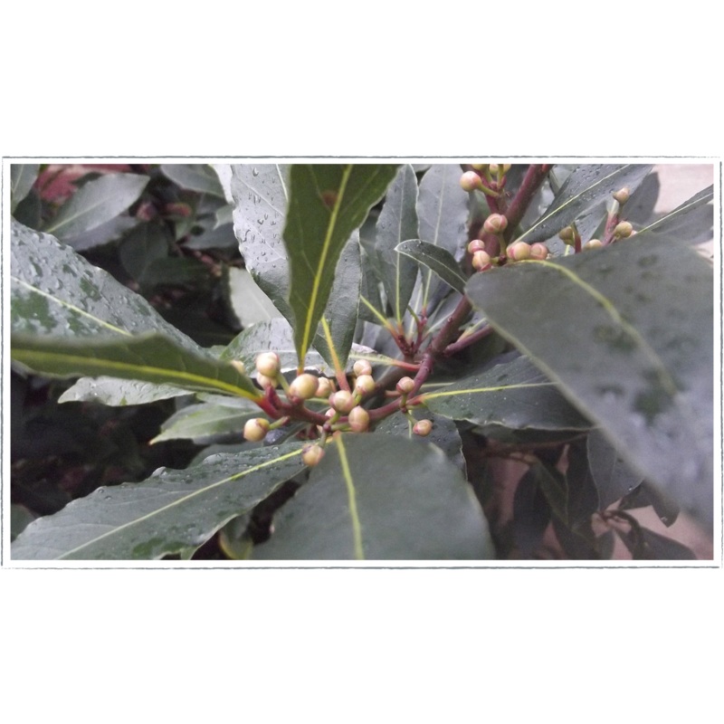 Bay|Laurus nobilis