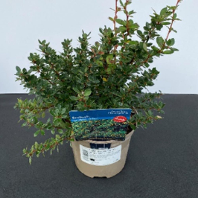 Berberis Buxifolia Nana 2L