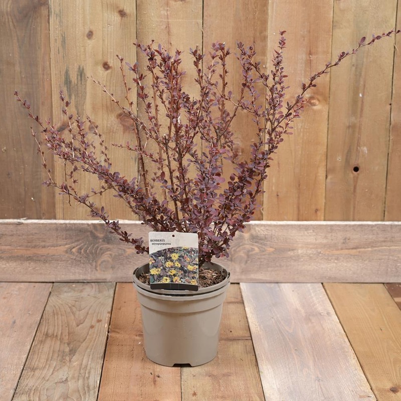 Berberis Thunburgii ‘Atropurpurea’ 3L