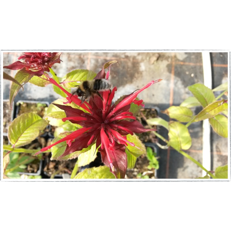 Bergamot – red|Monarda didyma